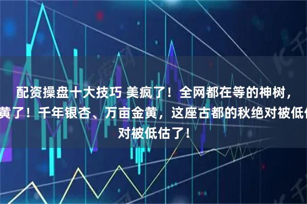 配资操盘十大技巧 美疯了！全网都在等的神树，终于黄了！千年银杏、万亩金黄，这座古都的秋绝对被低估了！